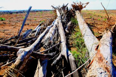 Estado anula mais de R$ 4 mi em multas contra desmatadores 