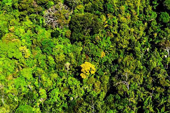 A restauração de vegetação acontece em áreas consideradas degradadas, ou seja, que já foram desmatadas ilegalmente