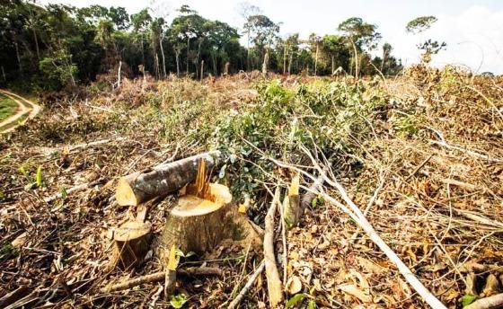 O terceiro Estado que mais desmatou em junho, na Amazônia, foi Mato Grosso (14%)