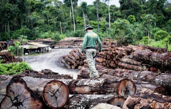 Duas reservas indígenas em MT são alvos constantes do madeireiros que exploram ilegalmente a atividade