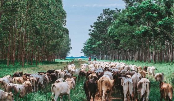 Desde 2016, a Embrapa Territorial desenvolve e aprimora métodos para quantificar o papel da agropecuária na preservação da vegetação nativa