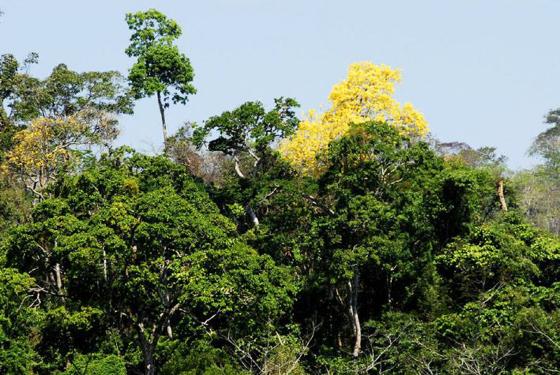 A queda foi de 7% em outubro, mês em que a Amazônia teve alta de 3,7% 