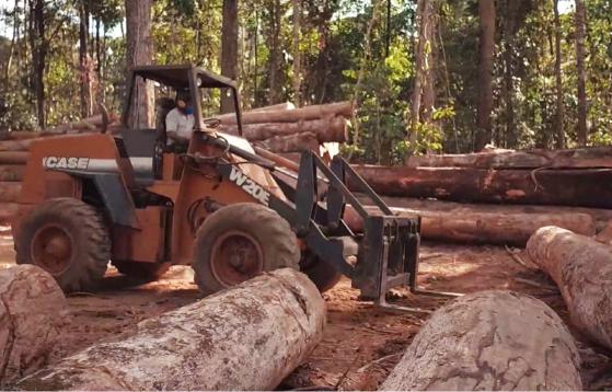 Atualmente, o Estado possui quase cinco milhões de hectares em manejo sustentável