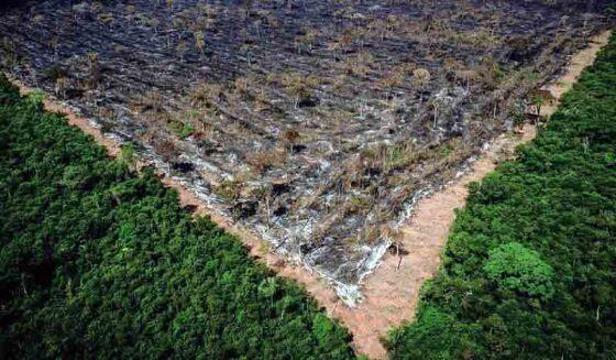 Apenas em novembro, uma área de 480 km² foi desmatada na Amazônia, o que corresponde ao território de Porto Alegre