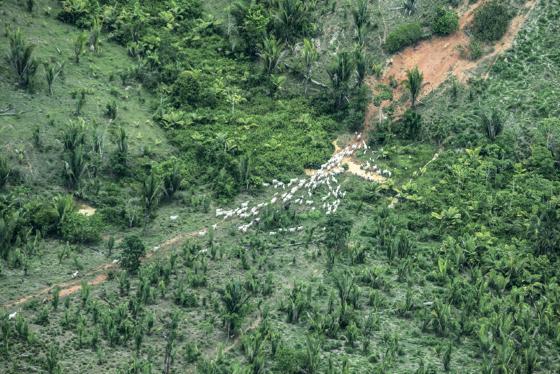 Boiada corre solta no interior da Terra Indígena Piripikura, em Mato Grosso, onde vivem dois indígenas isolados