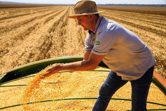 Mato Grosso é o maior produtor de soja, milho, algodão e bovino do país