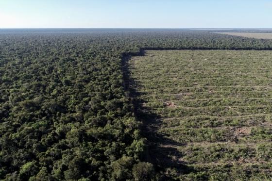 Enquadramento na Amazônia Legal obriga produtores rurais a preservar 80% de suas propriedades