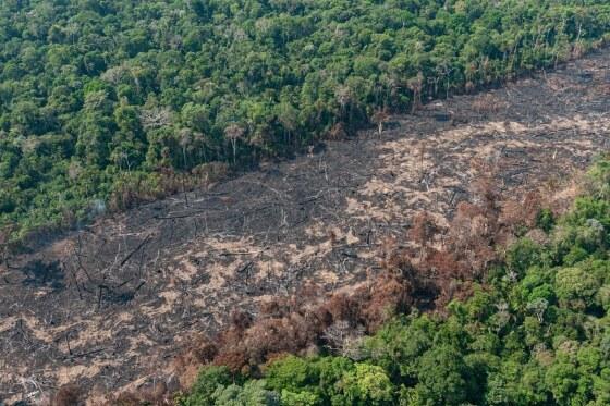 Desmatamento na Amazônia