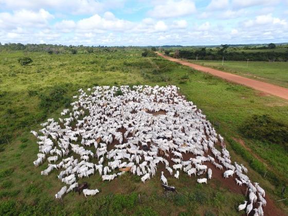 Res Capta, Polícia Federal, operação, xavante