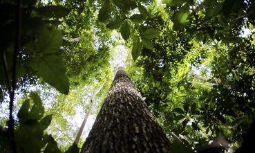 Ranking aponta que instituições financeiras têm baixo desempenho em sustentabilidade