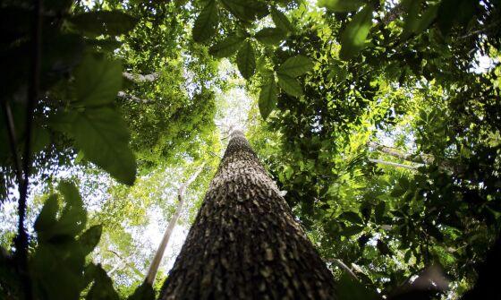 Floresta, Amazônia, Meio Ambiente