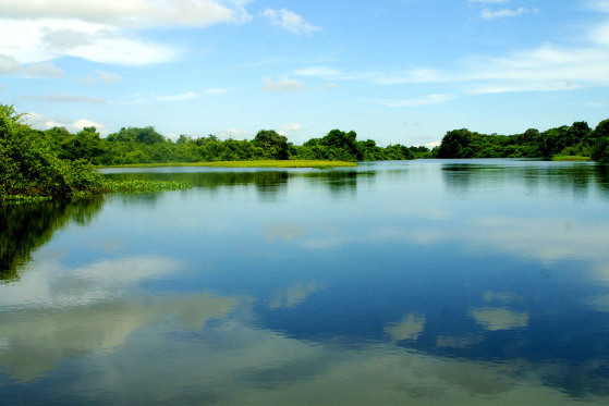 Pantanal mato-grossense