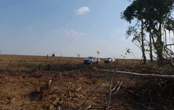 Polícia Civil prende em flagrante dono de sítio por desmatamento de vegetação nativa