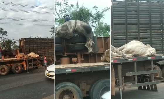 carreta miguel sutil 