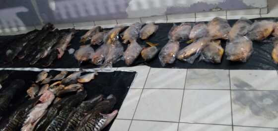 operação peixe vivo 