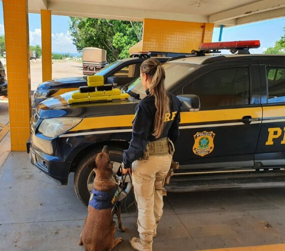cão farejador PRF 