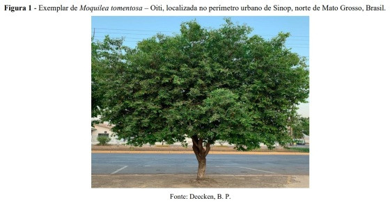 Oiti - Moquilea tomentosa Benth