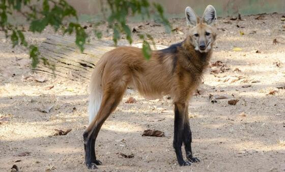 O Lobo-guará é um animal vulnerável e ameaçado de extinção