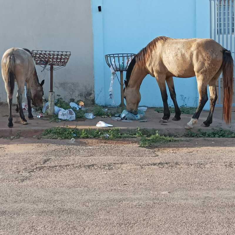 De cavalos comendo lixo na rua a esgoto estourado: moradores de Olinda  convivem com descaso