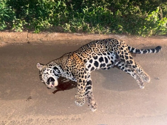 onça pintada
