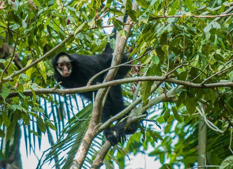 Macaco-aranha-de-cara-branca - Portal Amazônia