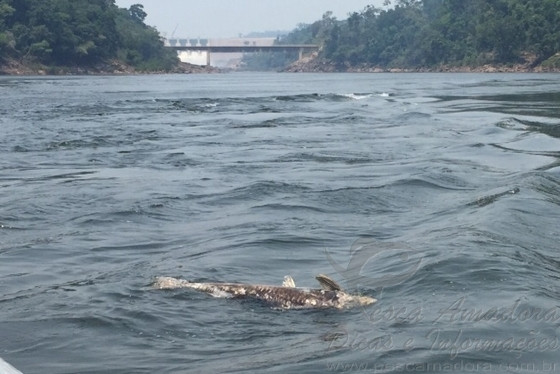 Peixes morreram na região da barragem da UHE Teles Pires em 2015