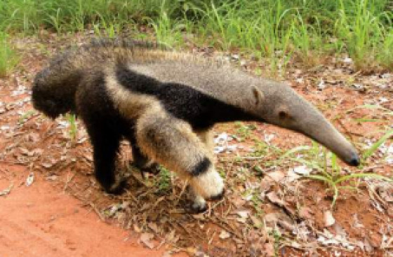 Myrmecophaga tridactyla Linnaeus, popularmente conhecido como Tamanduá-bandeira, é um dos animais de MT na lista de extinção.