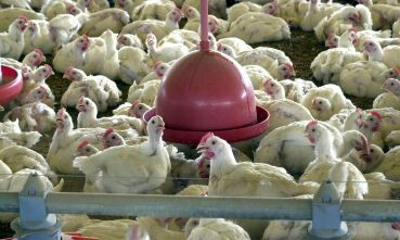 China suspende compra de frango brasileiro após caso de gripe aviária