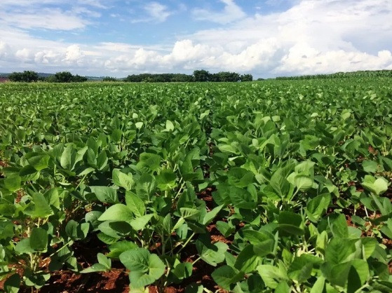 Plantação, Soja