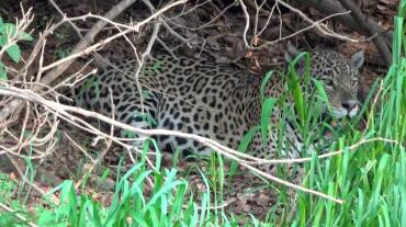 Onça-pintada, incêndio, Pantanal, Parque Estadual