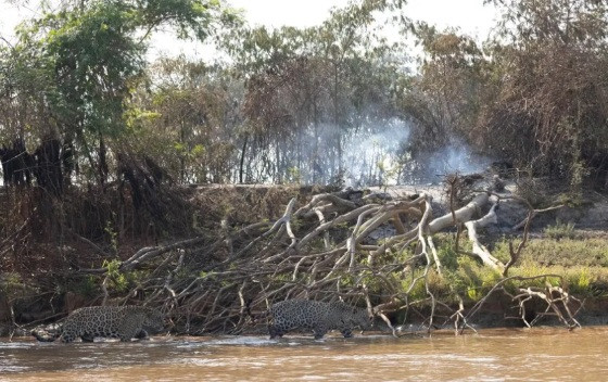 Onças fugindo de incêndio no Parque Estadual Encontro das Águas.