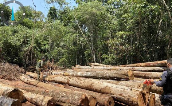 Operação Amazônia, madeira ilegal, desmatamento