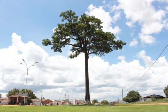 A castanheira é uma árvore típica de Mato Grosso