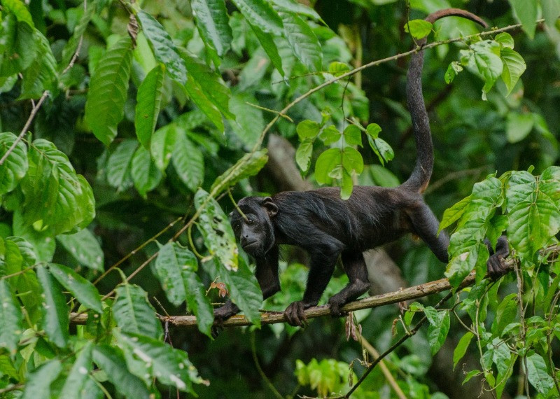 macaco-aranha – Fundação Ecológica Cristalino