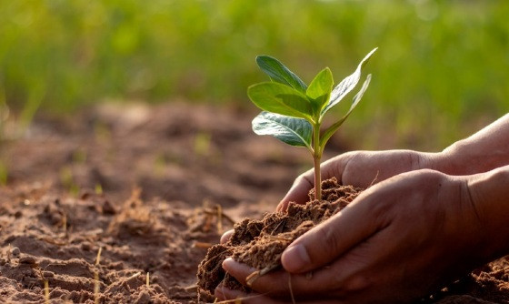Campo, solo, muda, planta, agro