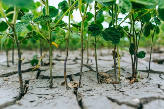 Solo seco com soja plantada