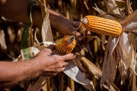 Cerca de 90% das lavouras de milho já foram semeadas em Mato Grosso