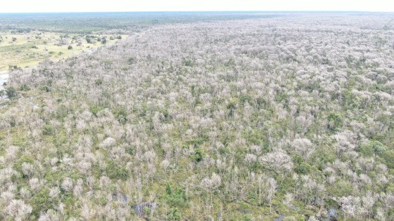 Área foi desmatada com uso de agrotóxicos