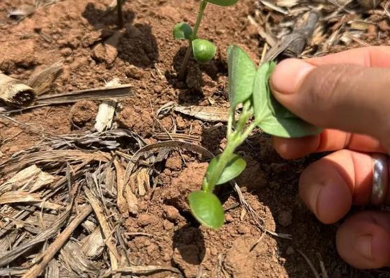 soja bioinsumo sustentável agro