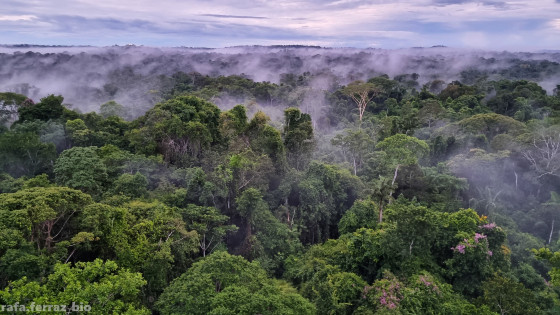 incêndio, fogo, floresta