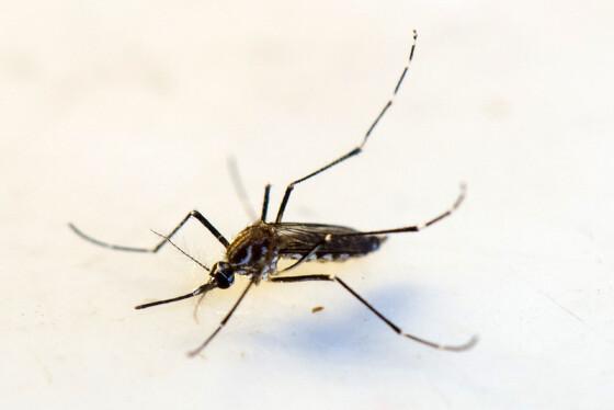 aedes aegypti dengue zika chikungunya mosquito