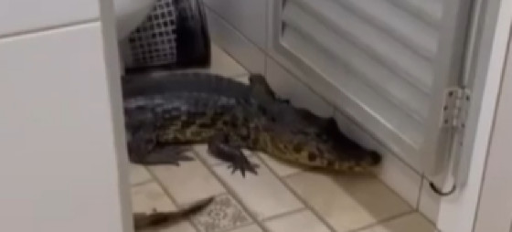 jacare.png