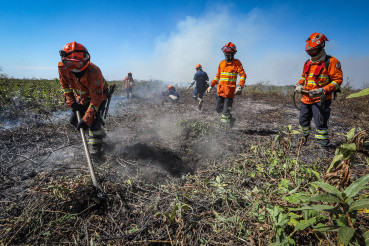 Investigação dos estragos causados pelo fogo no Pantanal de MT é aprovada pelo Senado