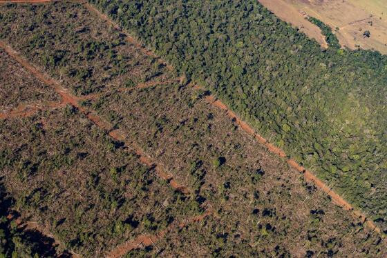 floresta amazonica.jpg