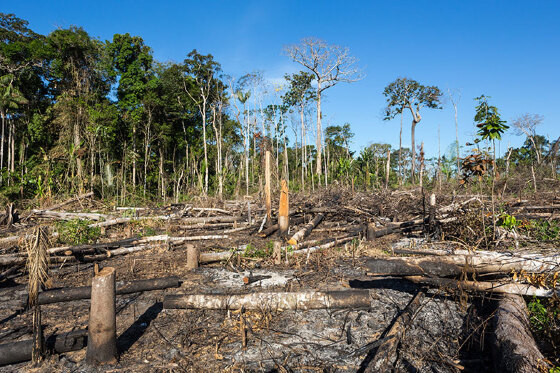 desmatamento, crime ambiental