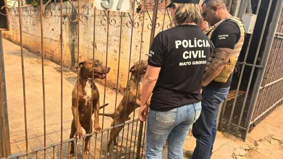 Polícia prende tutora de pitbull encontrados em situação de maus-tratos