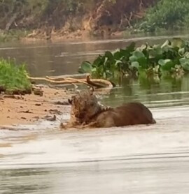 Whindersson Nunes registra ataque de onça-pintada no Pantanal; veja publicação