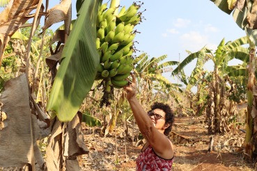 Projeto liderado por mulheres agricultoras fomenta a cadeia da banana