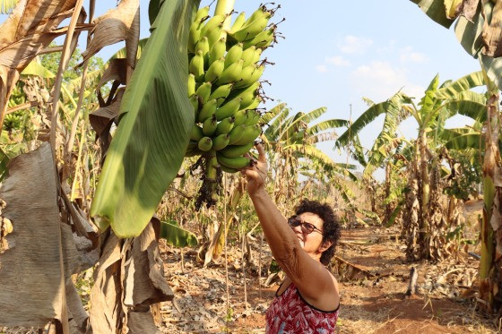 Projeto liderado por mulheres agricultoras fomenta a cadeia da banana