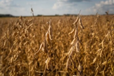 Com dívida de R$ 181 mi, grupo do agro tem recuperação judicial aprovada